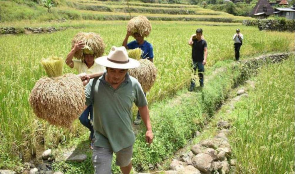 Ifugao cultural preservation 
