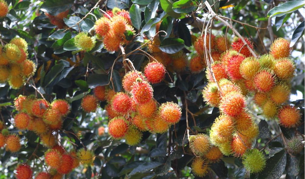 Unique tropical fruits to try 