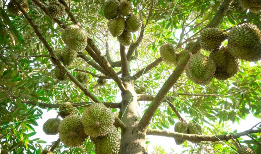 Tropical fruits for desserts 