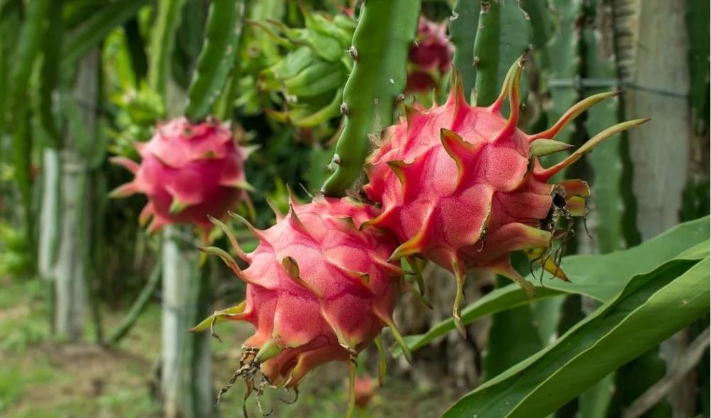 Tropical fruits you may not know 