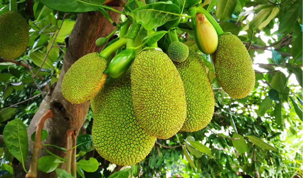 Tropical fruits with surprising tastes 