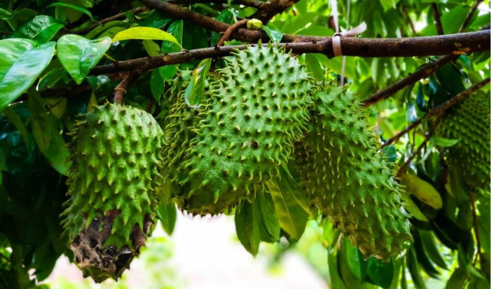 Uncommon tropical fruits to try 