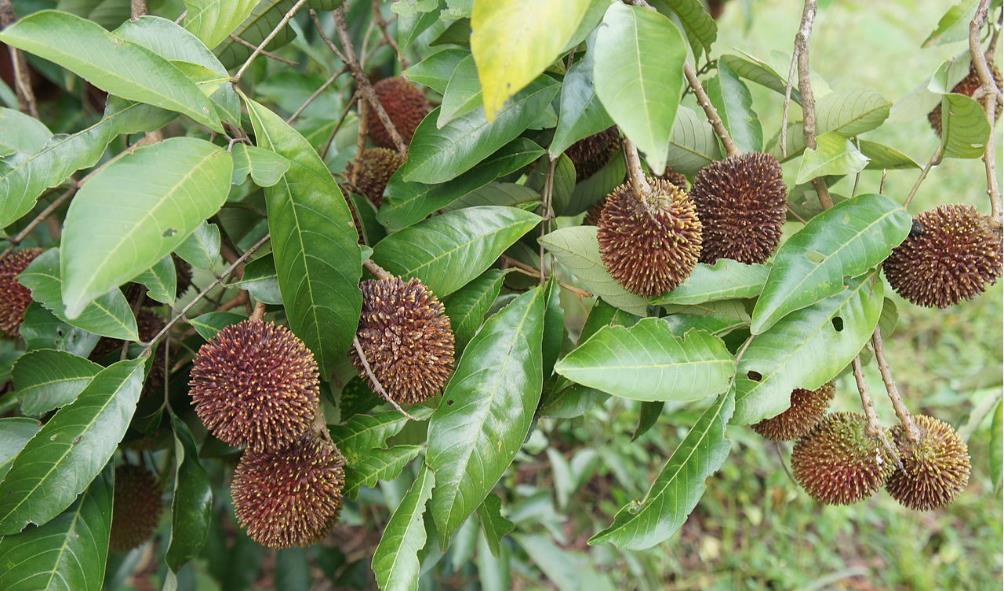 Fruits from tropical islands 