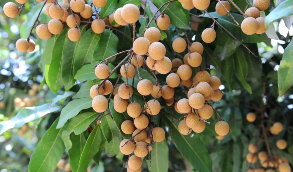 Tropical fruit tasting guide 