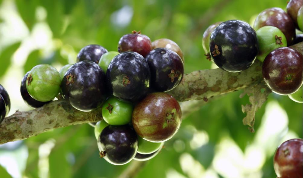 Tropical fruit experiences 