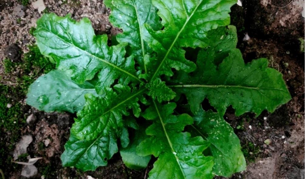 Plant-based healing methods 