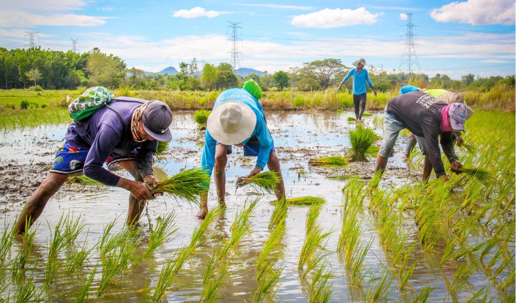 Traditional rice harvesting 