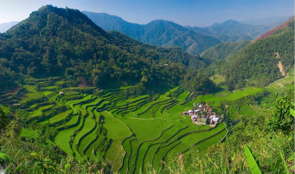 Rice terrace history 
