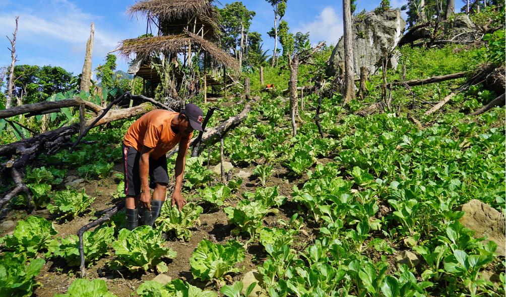 Rice farming in the Philippines 