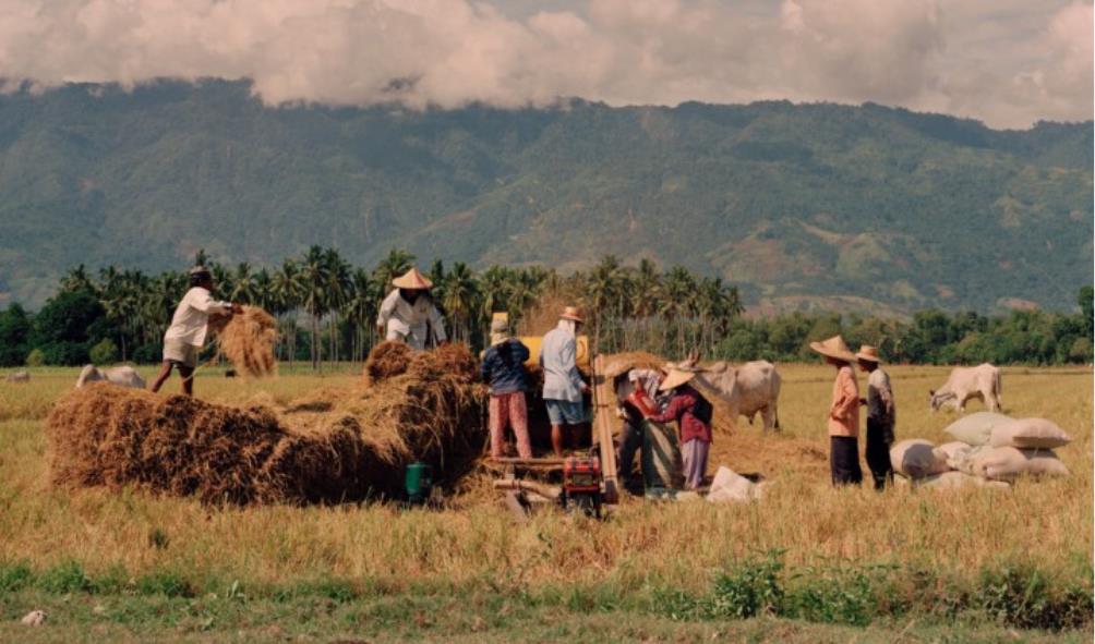 Rice cooking methods 