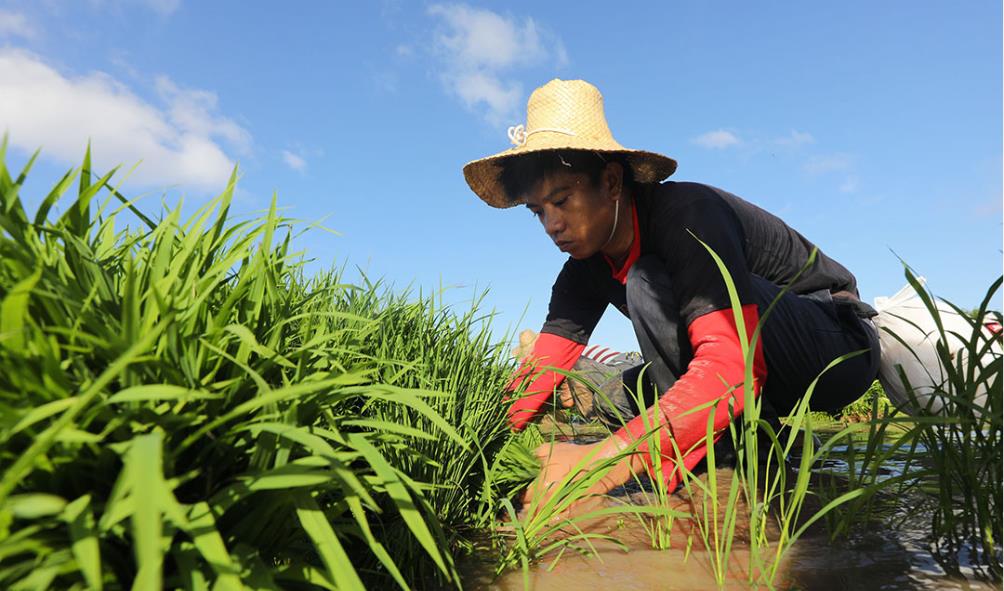 Rice terraces Philippines 