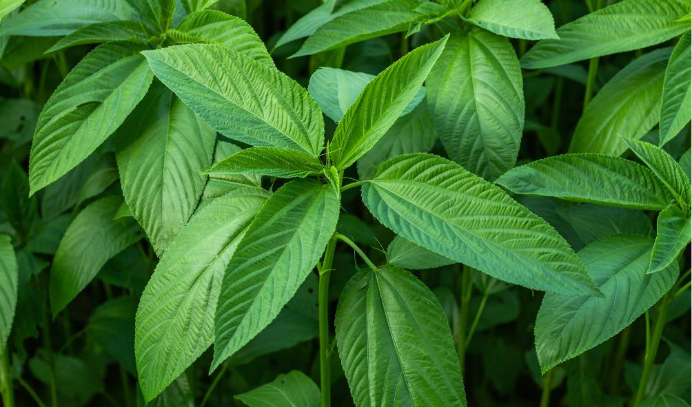 superfoods for immunity Philippines