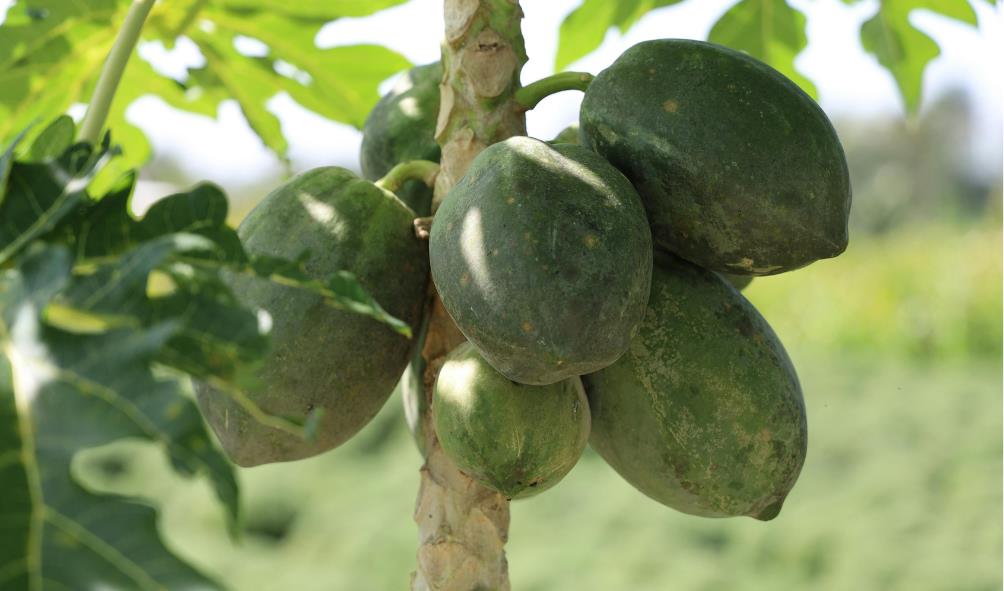 superfoods for immunity Philippines