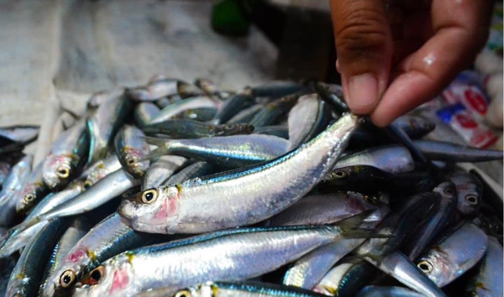 fresh fish coastal lifestyle 