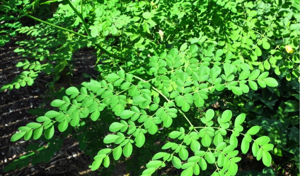 Healthy Living Island Way 