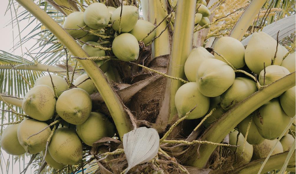 coconut oil skin benefits 