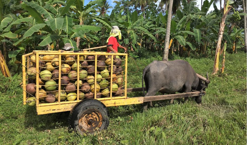 coconut water electrolyte benefits 