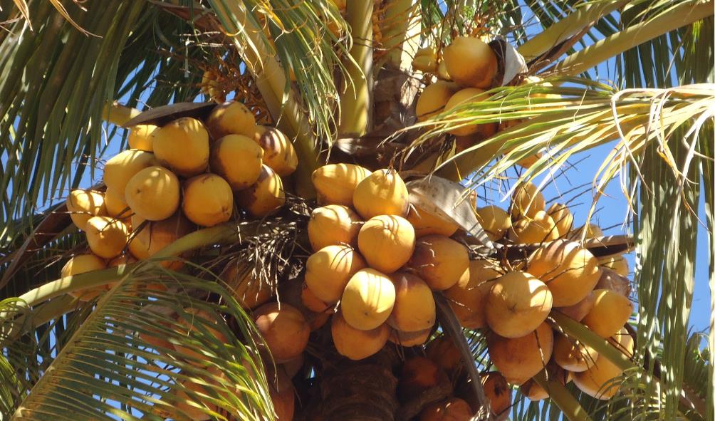 Coconut hydration benefits 