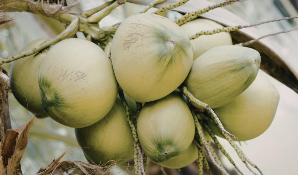 Philippines coconut wellness tips 