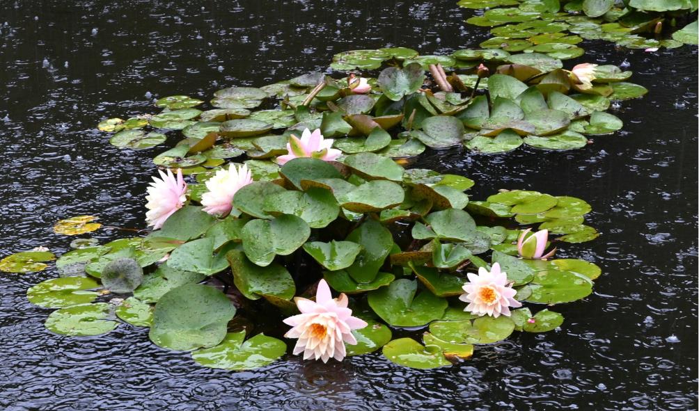 rainy season health benefits 