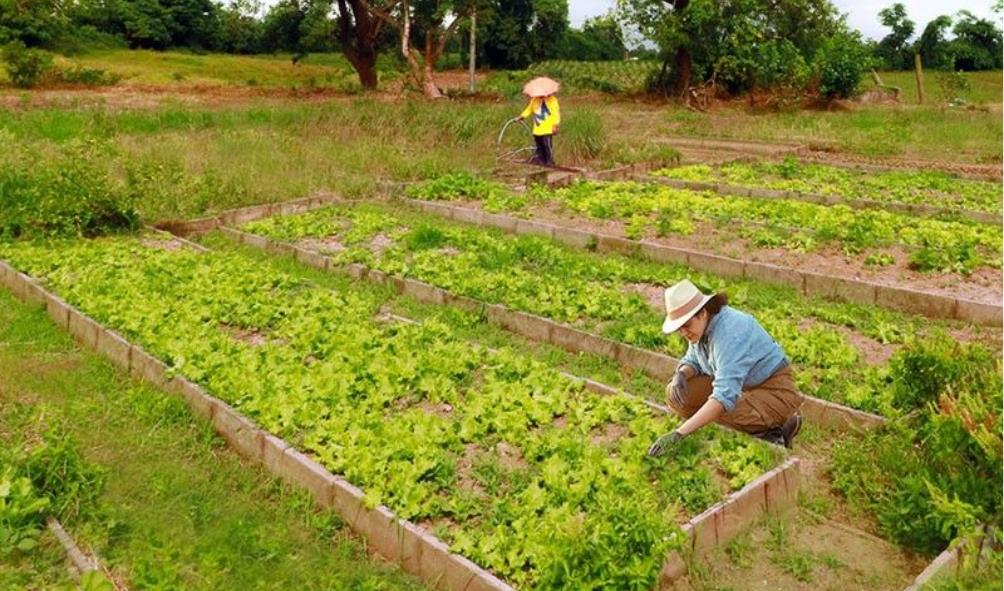 tropical climate crop rotation 