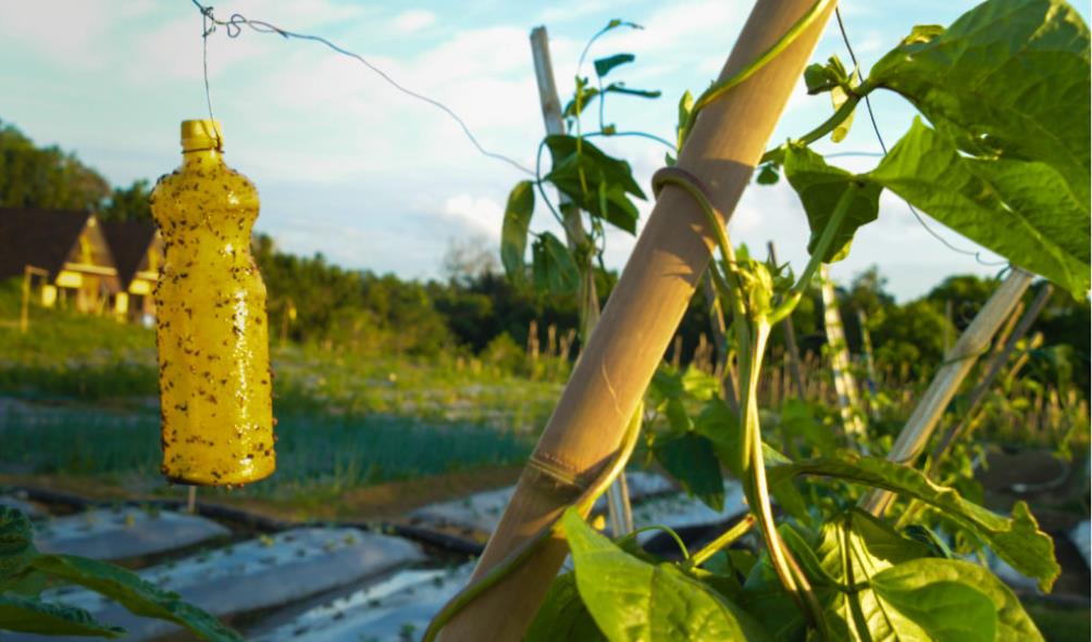 tropical backyard chickens 