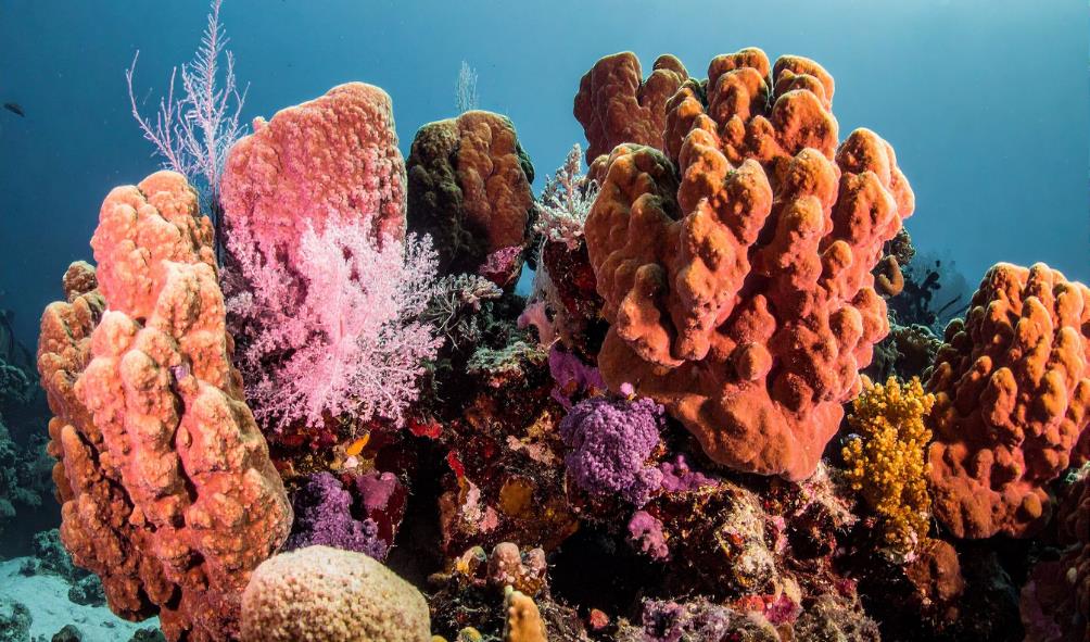 philippines underwater secrets 