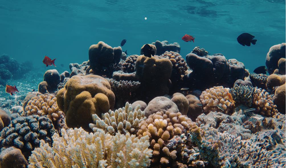 Philippine seafood export 