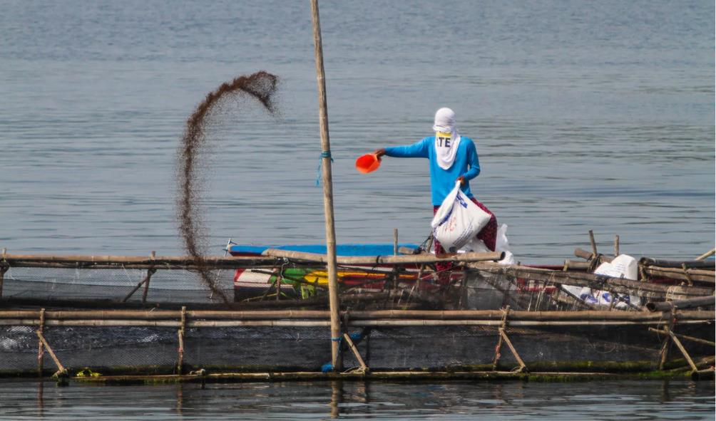 Philippine seafood freshness journey 