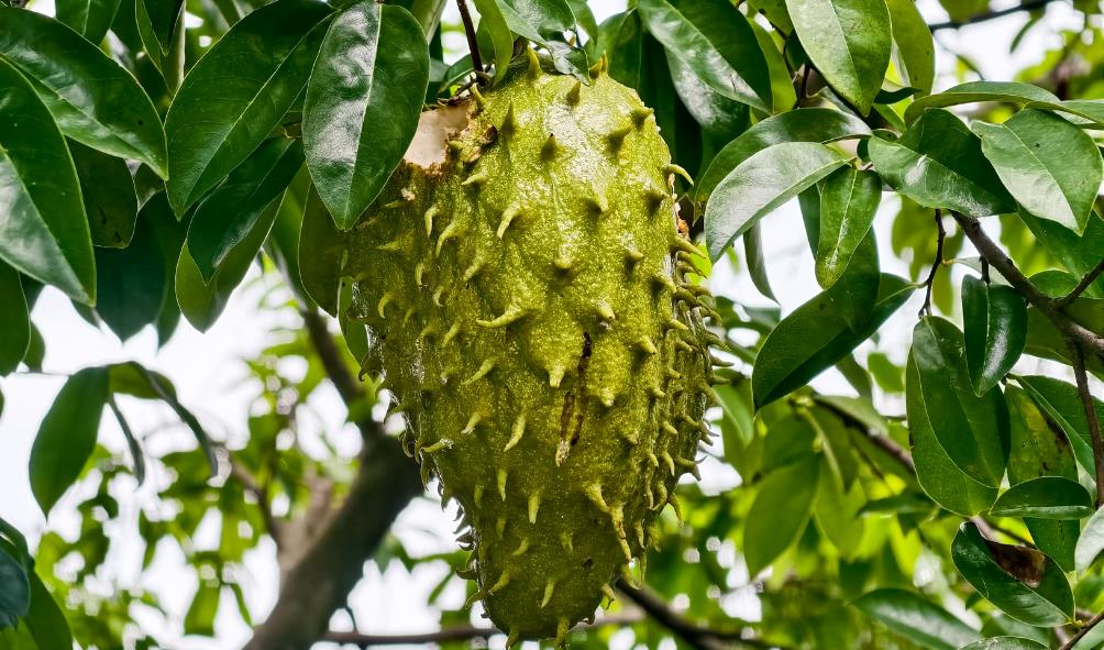 Philippine culinary essentials 