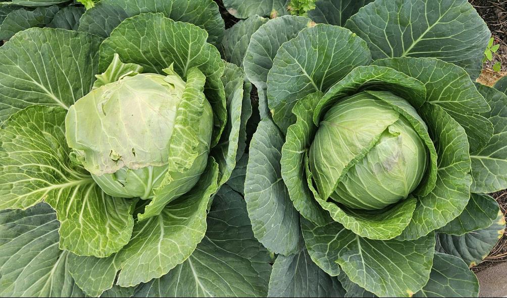 Tropical pantry for Filipino cuisine 