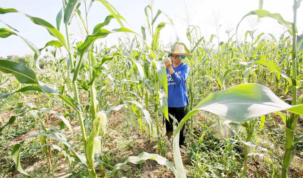 tropical health benefits 