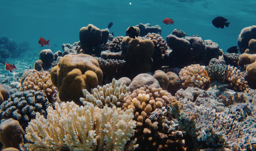 Local seafood Philippines 