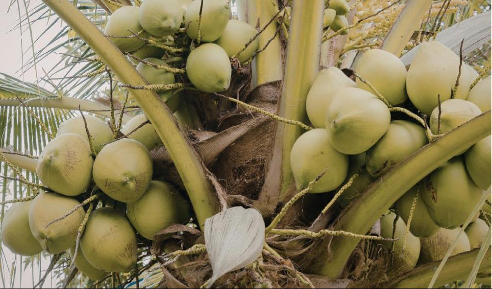 Coconut baking island style 