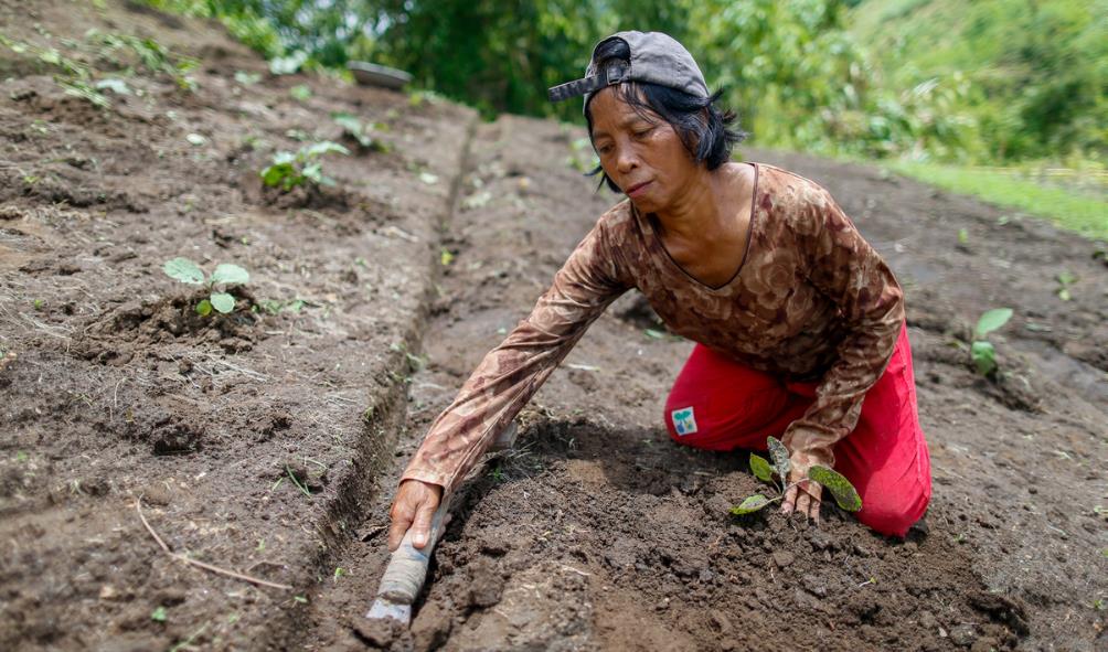 Philippines fertile soil 