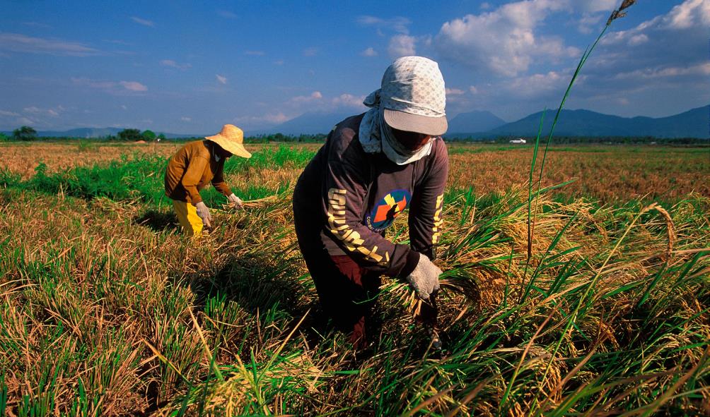 Philippines farming techniques 