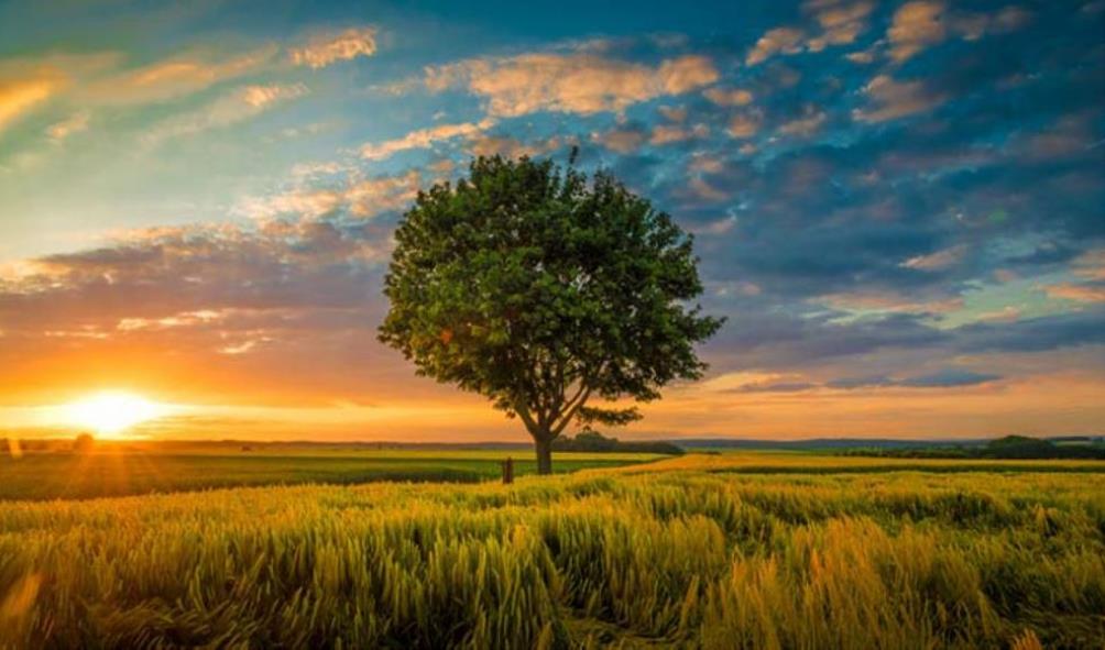 nature''s healing power 