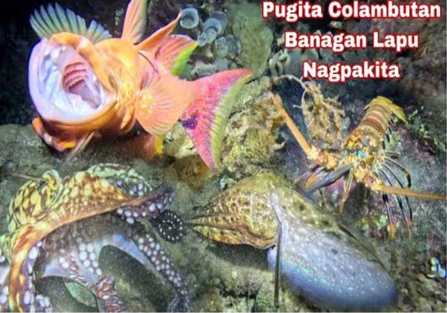 Ep 748 dive 2 Pugita Colambutan Banagan Lapu Nagpakita Jackpot 😱 night spearfishing Philippines 
