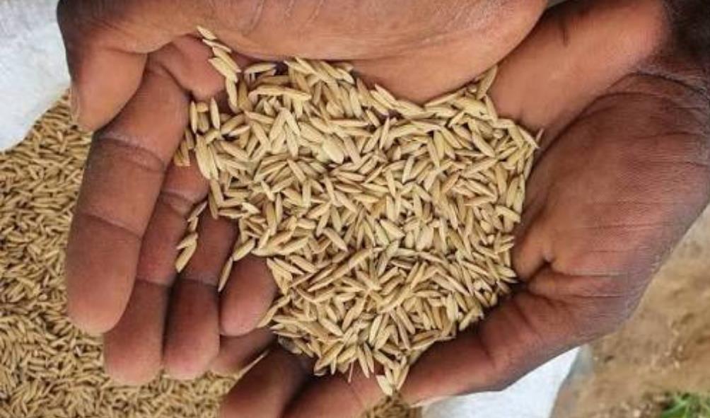 Rice farming challenges in the Philippines