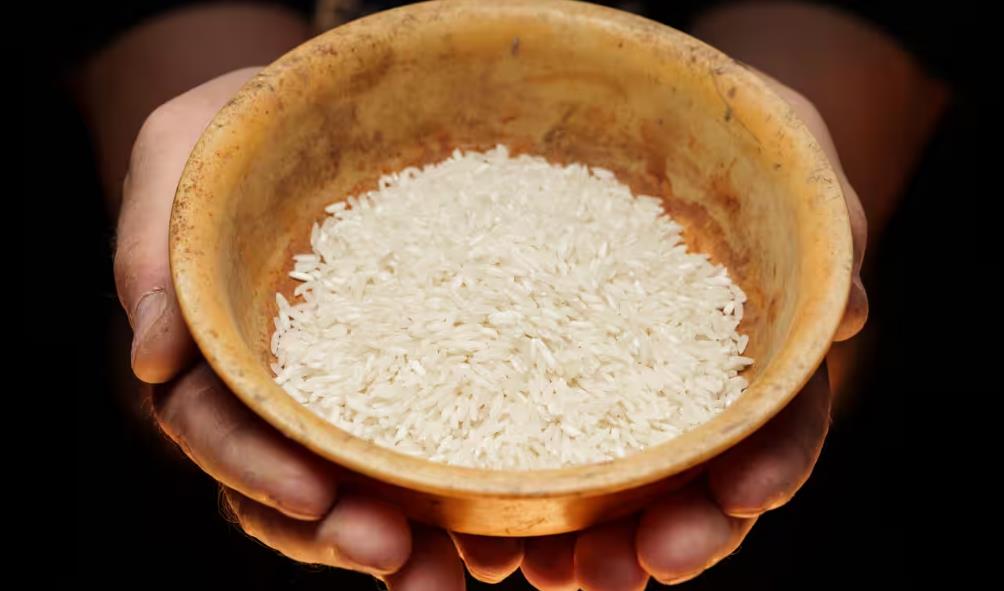 Rice production in the Philippines 