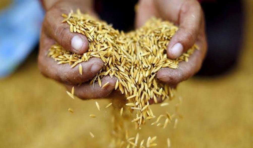Cultural significance of rice 