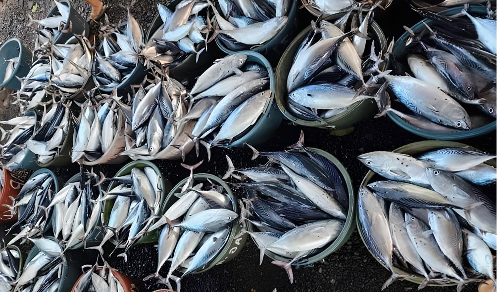 Fresh seafood from the Philippines 