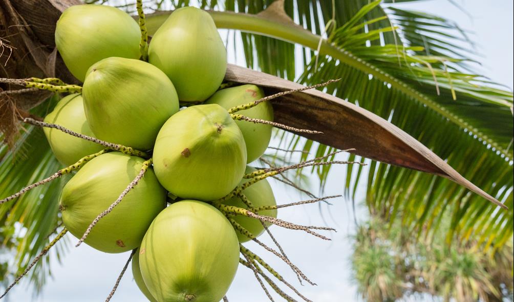 coconut grove economic benefits 