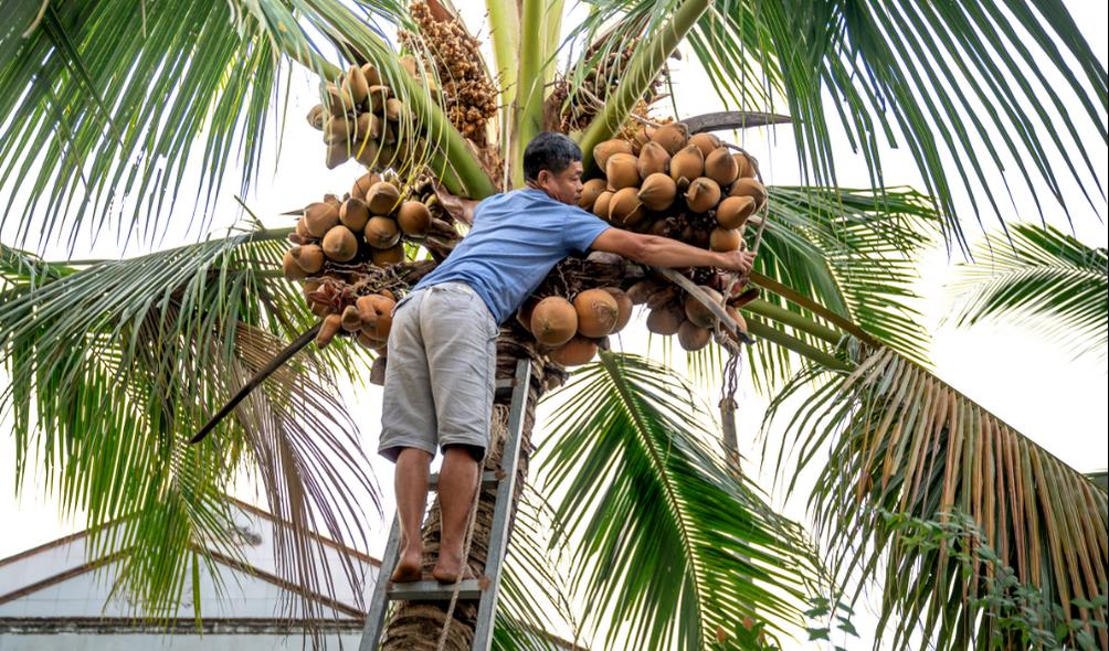 Coconut grove sustainability 
