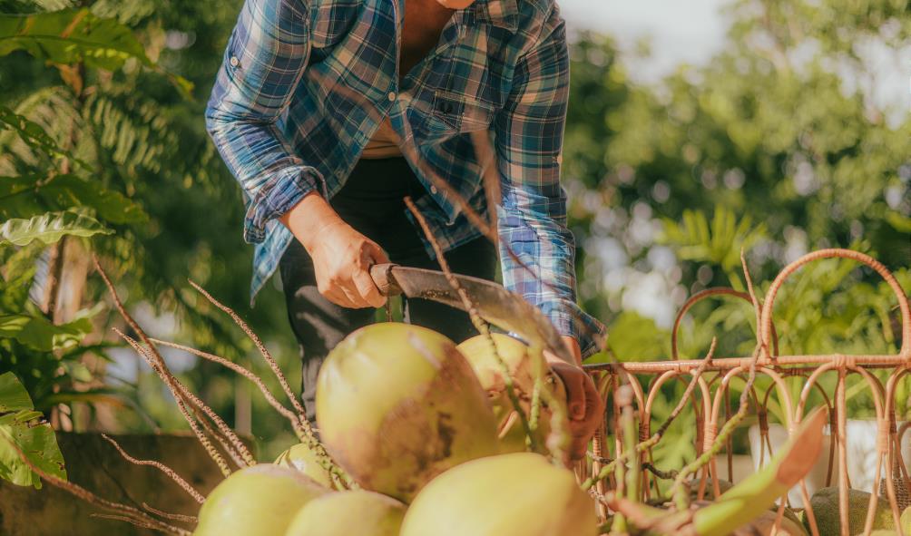 Coconut farm to fork 