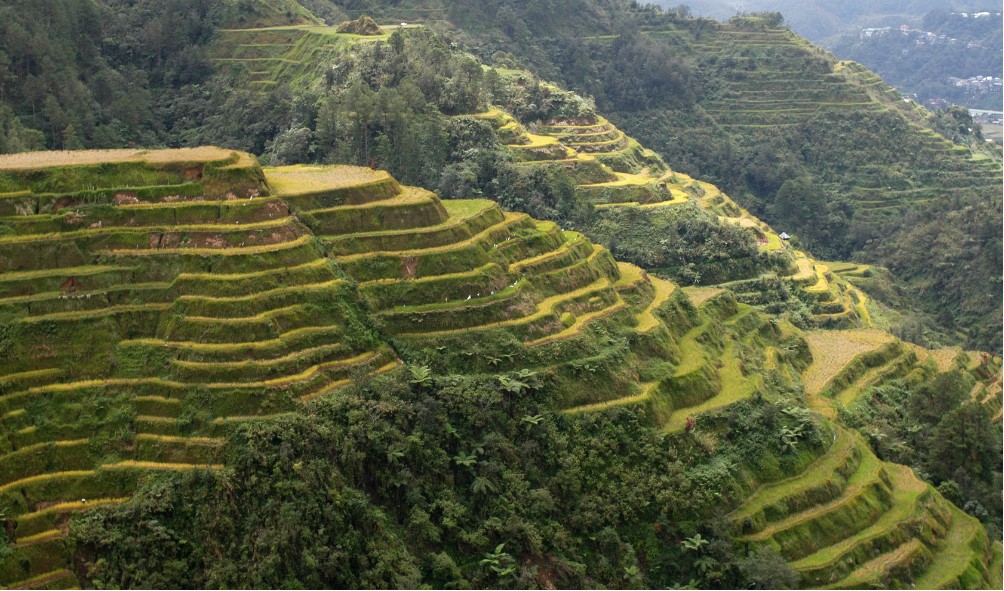 living naturally for better health 
